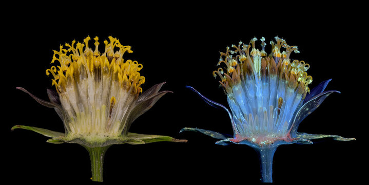 Schmuckk&ouml;rbchen (Cosmos bipinnatus), Pollenbl&auml;tter und Stempel, UV-Licht, Deutschland 