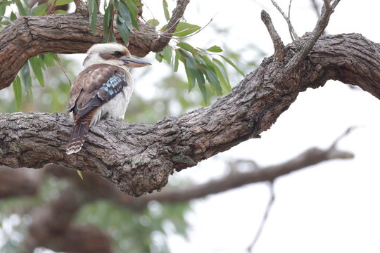 Laughing kookaburra Dacelo novaeguineae novaeguineae. Kangaroo Valley. New South Wales. Australia.