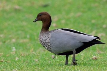 Obraz premium Male Australian wood duck Chenonetta jubata. Bendeela Recreation Area. Kangaroo Valley. New South Wales. Australia.