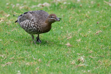 Obraz premium Female Australian wood duck Chenonetta jubata. Bendeela Recreation Area. Kangaroo Valley. New South Wales. Australia.