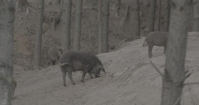 Mangalica pig leisurely roaming the wooded area, illustrating harmony between nature and livestock