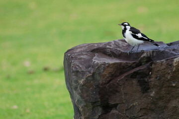 Juvenile magpie-lark Grallina cyanoleuca cyanoleuca. Bendeela Recreation Area. Kangaroo Valley. New South Wales. Australia.