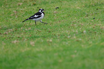 Obraz premium Juvenile magpie-lark Grallina cyanoleuca cyanoleuca. Bendeela Recreation Area. Kangaroo Valley. New South Wales. Australia.