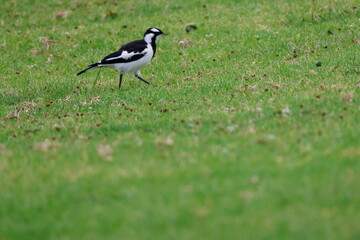 Juvenile magpie-lark Grallina cyanoleuca cyanoleuca. Bendeela Recreation Area. Kangaroo Valley. New South Wales. Australia.