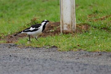 Obraz premium Juvenile magpie-lark Grallina cyanoleuca cyanoleuca calling. Bendeela Recreation Area. Kangaroo Valley. New South Wales. Australia.