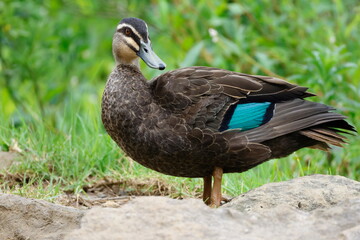 Pacific black duck Anas superciliosa superciliosa. Lake Yarrunga. Kangaroo Valley. New South Wales. Australia.