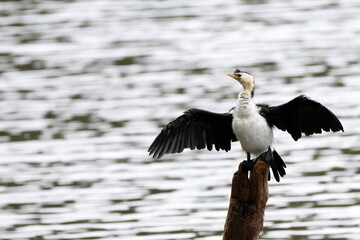 Little pied cormorant Microcarbo melanoleucos melanoleucos with wing drying pose. Lake Yarrunga. New South Wales. Australia.