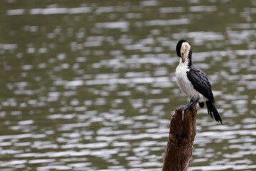 Little pied cormorant  Microcarbo melanoleucos melanoleucos preening. Lake Yarrunga. Kangaroo Valley. New South Wales. Australia.