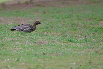 Fototapeta premium Female Australian wood duck Chenonetta jubata. Bendeela Recreation Area. Kangaroo Valley. New South Wales. Australia.