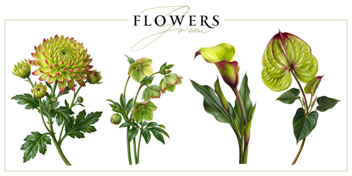 Green-red flowers isolated on a white background. Vintage painting style illustration.