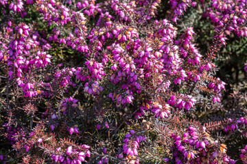 Fototapeta premium purple heather (Calluna vulgaris) in full bloom, creating a lush carpet of small bell-shaped flowers on low-growing evergreen shrubs.