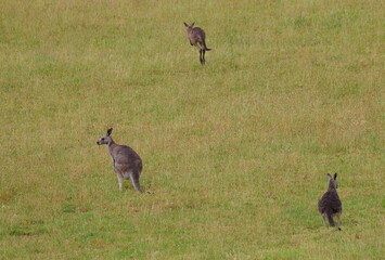 Eastern grey kangaroos Macropus giganteus giganteus. Kangaroo Valley. New South Wales. Australia. © Víctor
