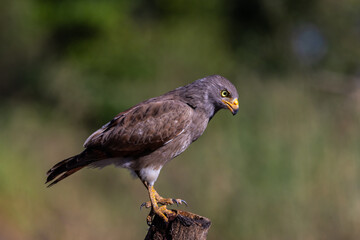 Fototapeta premium Rufous-winged Buzzard (Butastur liventer) perched on a wood stump with open beak screaming.