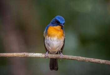 Obraz premium Hill Blue Flycatcher perched on a branch in the forest.