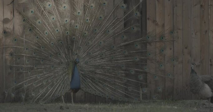 peacock fluffs up his tail and dances in front of the female. Indian Peacock Has Iridescent Blue And Green Plumage. Indian Peafowl Walk Outdoor. All Species Have Crest Atop Head. Pavo Cristatus, Blue