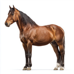 Obraz premium Horse standing majestic 2 – made with generative AI - white background - PNG