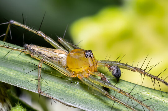 Male Lynx Spider (Oxyopes javanus) on Green Leaf Macro.