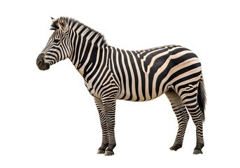 Realistic Zebra Standing Profile in Natural Environment