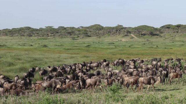Great Migration wildebeest herd in Ndutu, Serengeti, Tanzania
