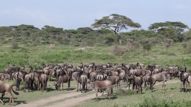 Great Migration wildebeest herd in Ndutu, Serengeti, Tanzania