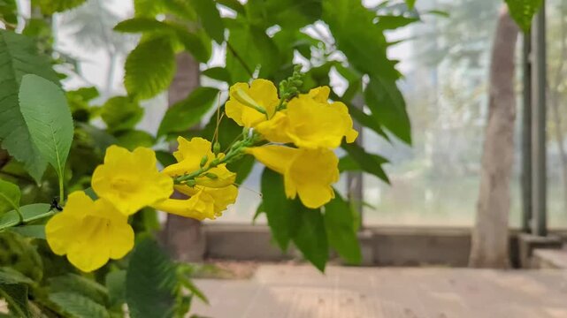 Yellow Elder Flowers Blooming in Sunlit Greenhouse Close Up 4K Video