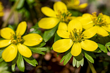 Winter aconites in the forest