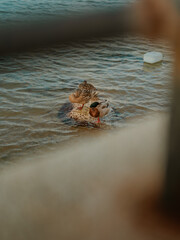 kaczki w wodzie © Anna