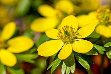 Winter aconites in the forest