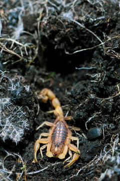 escorpi&oacute;n, alacr&aacute;n, ar&aacute;cnido, veneno, naturaleza, fauna, silvestre, detalle, macro, tierra, suelo, oscuro, peligro, supervivencia, camuflaje, pinzas, cola, aguij&oacute;n, textura, artr&oacute;podo, exterior, luz, 