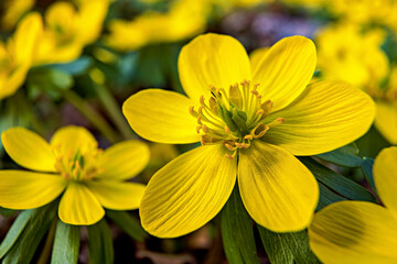 Obraz premium Winter aconites in the forest