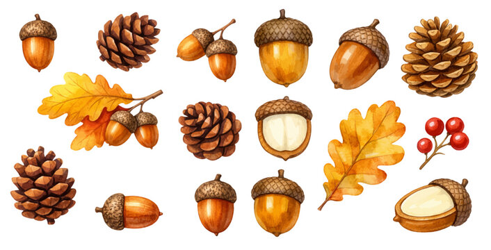 A charming watercolor collection of autumn forest elements featuring acorns, pinecones, oak leaves, and berries illustrated in a warm seasonal botanical style.