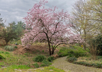 Fototapeta premium Gennevilliers, France - 03 08 2026: Chanteraines park. Nature in bloom in spring season. View of a cherry tree in bloom in a japanese park