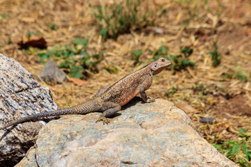 Female mwanza flat-headed rock agama (Agama mwanzae) or the Spider-Man agama on a stone in Serengeti  National Park, Tanzania © olyasolodenko