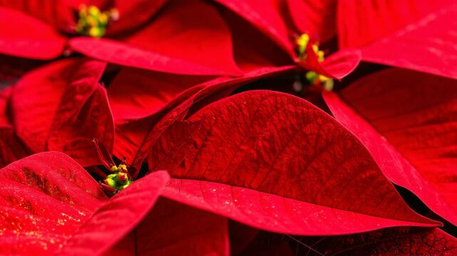 Vibrant red poinsettia flowers macro close up with detailed leaf texture for Christmas holiday season background