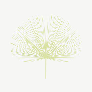 Stylized minimalist fan palm leaf vector art in light green, perfect for tropical branding and serene nature-inspired graphic designs