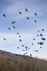 ptaki, stado, niebo, gałęzie, drzewo, lot, wiosna, skrzydła © Estera