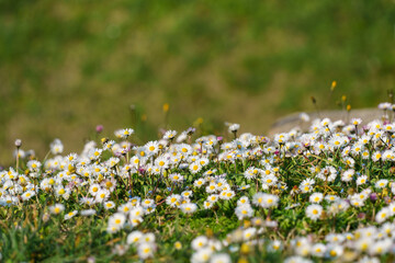 Blooming field of common daisies (Bellis perennis) growing in green grass on a spring meadow. Concept of spring nature, seasonal renewal, natural background, ecology and wild meadow landscape © TatiG