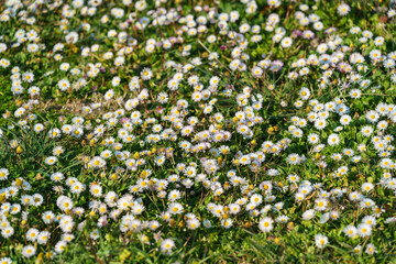 Blooming field of common daisies (Bellis perennis) growing in green grass on a spring meadow. Concept of spring nature, seasonal renewal, natural background, ecology and wild meadow landscape © TatiG