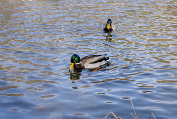 kaczka, staw, woda, zwierzęta, kaczki © Estera