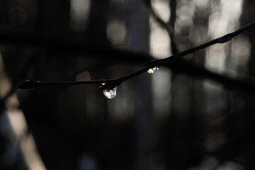 gałązka, krople, słońce, przyroda, las, drzewo,deszcz © Estera