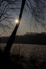 słońce, gałęzie, drzewo, las, przyroda, promienie © Estera