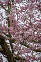 Obraz premium Gennevilliers, France - 03 08 2026: Chanteraines park. Nature in bloom in spring season. Macro view of a cherry tree in bloom in a japanese park