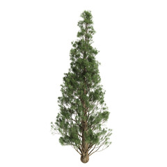 Fototapeta premium Cupressus sempervirens trees 3d illustration on transparent background