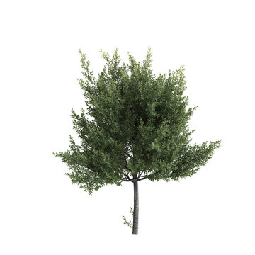 Laurus nobilis trees 3d illustration on transparent background