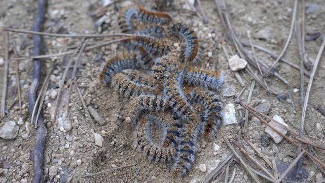 Group of Hairy pine processionary caterpillar (Thaumetopoea pityocampa) crawling on ground among dry pine needles. This toxic forest pest is common in Mediterranean pine forests