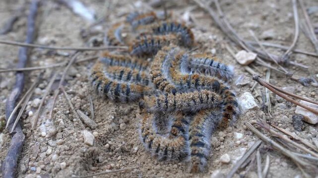 Group of hairy pine processionary caterpillar (Thaumetopoea pityocampa) crawling on ground among dry pine needles. This toxic forest pest is common in Mediterranean pine forests