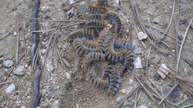 Group of pine processionary caterpillar (Thaumetopoea pityocampa) crawling on ground among dry pine needles. This toxic forest pest is common in Mediterranean pine forests