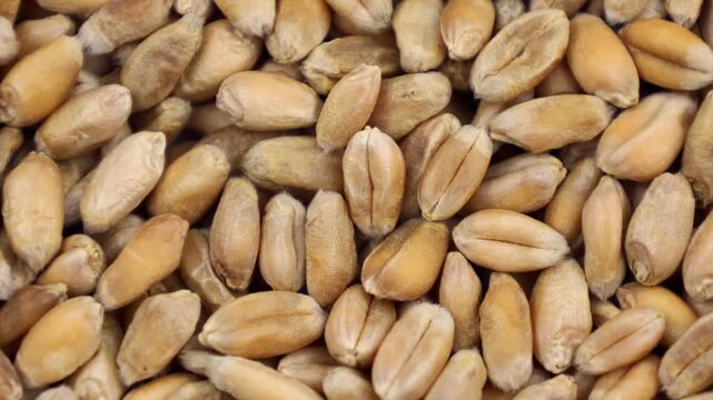 Dried wheat seeds texture circle rotation close up