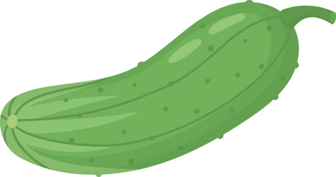 Illustration of fresh green cucumber cornichon with stem. Organic vegetable isolated on white background