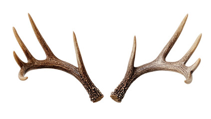 Obraz premium Deer Antlers Facing Outward Against Black Background Isolated on transparent background